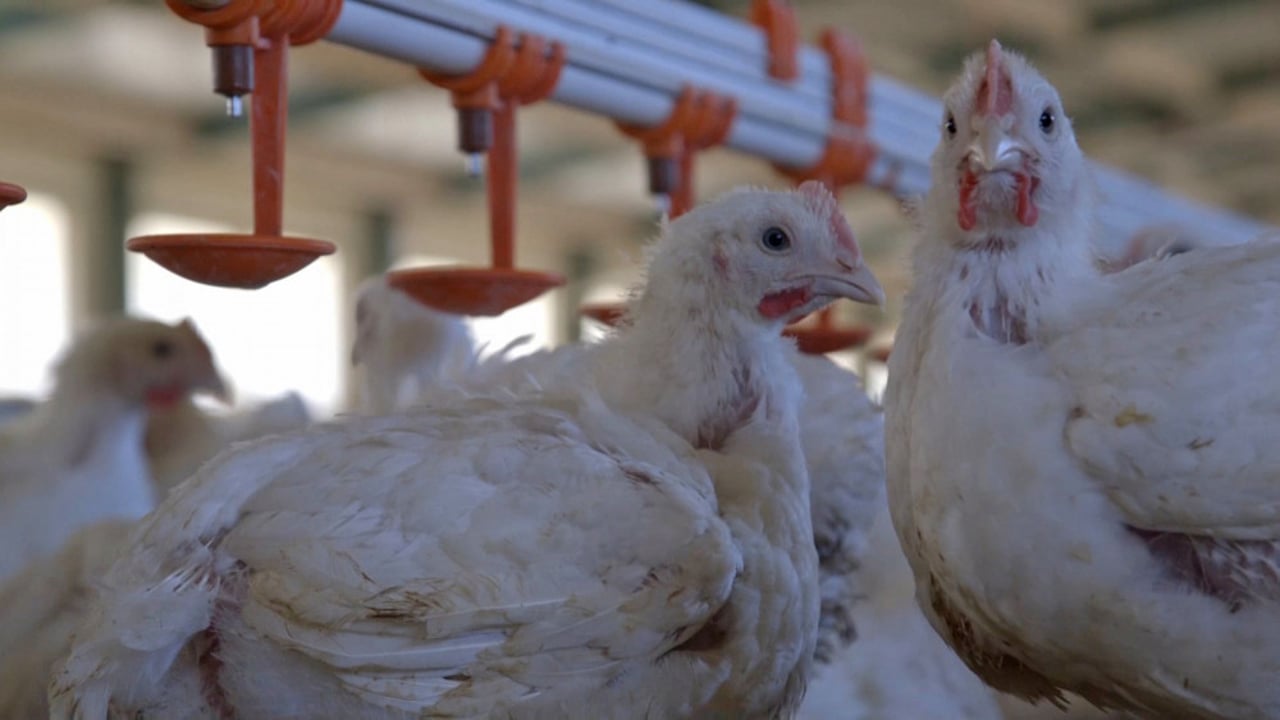 Antibiotics in chickens 