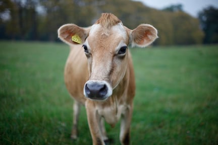 A single light brown cow with a farming tag in its ear