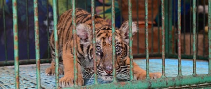 A scared tiger cub behind rotting metal bars