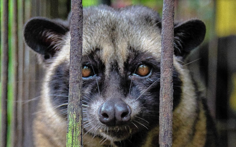 Civet Coffee, Cruelty in Cup