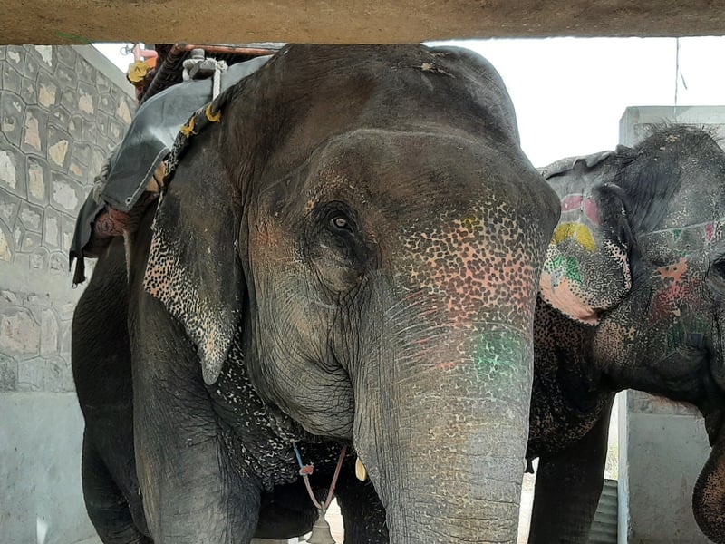No Pride In Elephant Ride