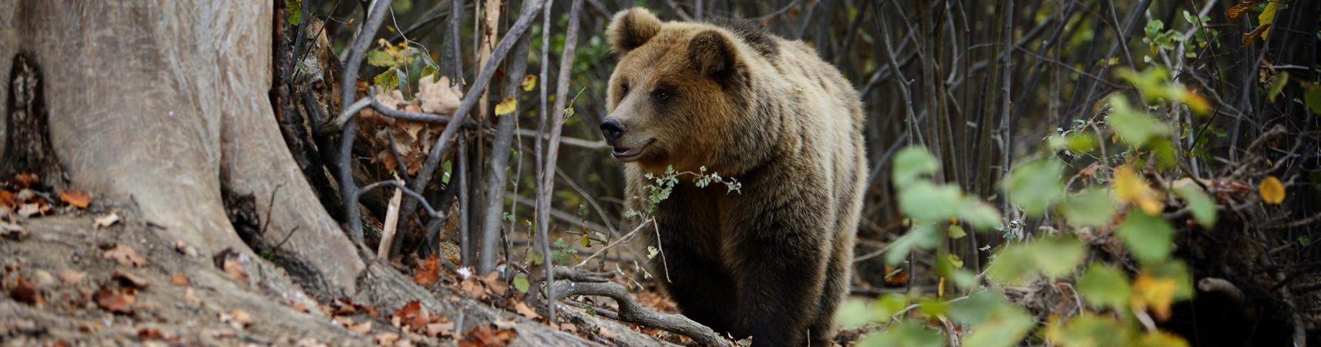 A large brown bear walking through a forest of greenery
