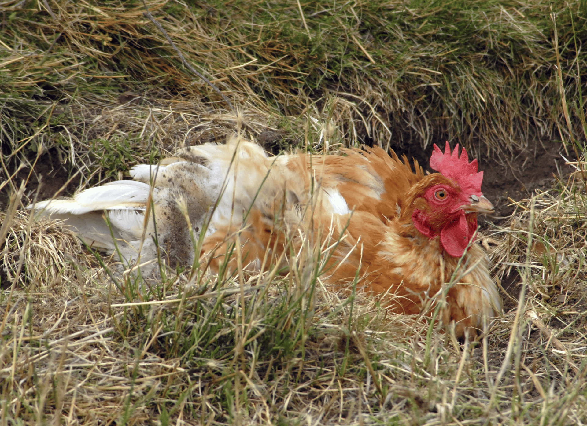 A brown chicken nestled in a ditch in the grass