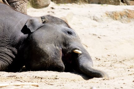 The death of a pregnant elephant who was fed a firecracker laden pineapple has sparked nationwide outrage