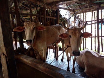 Indian dairy cows