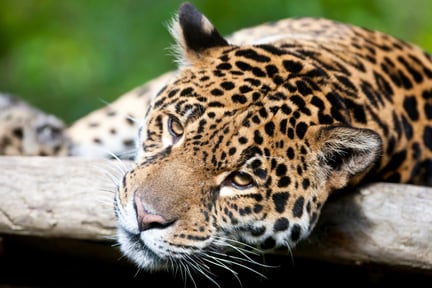 Jaguar i naturen