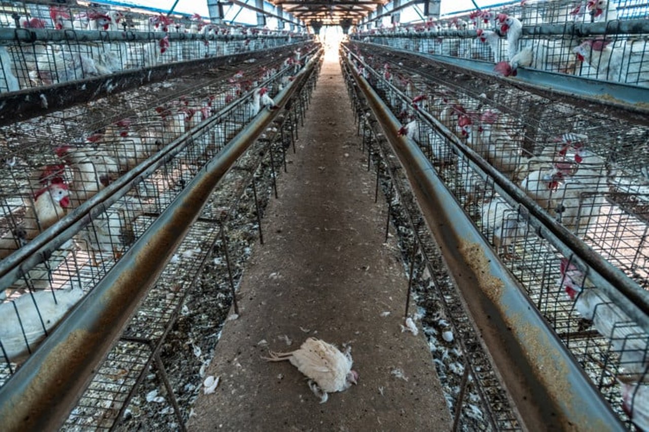 Chicken in factory farming, still image from brand video