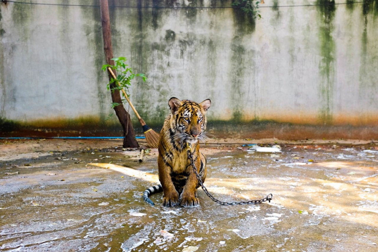 Captive tiger