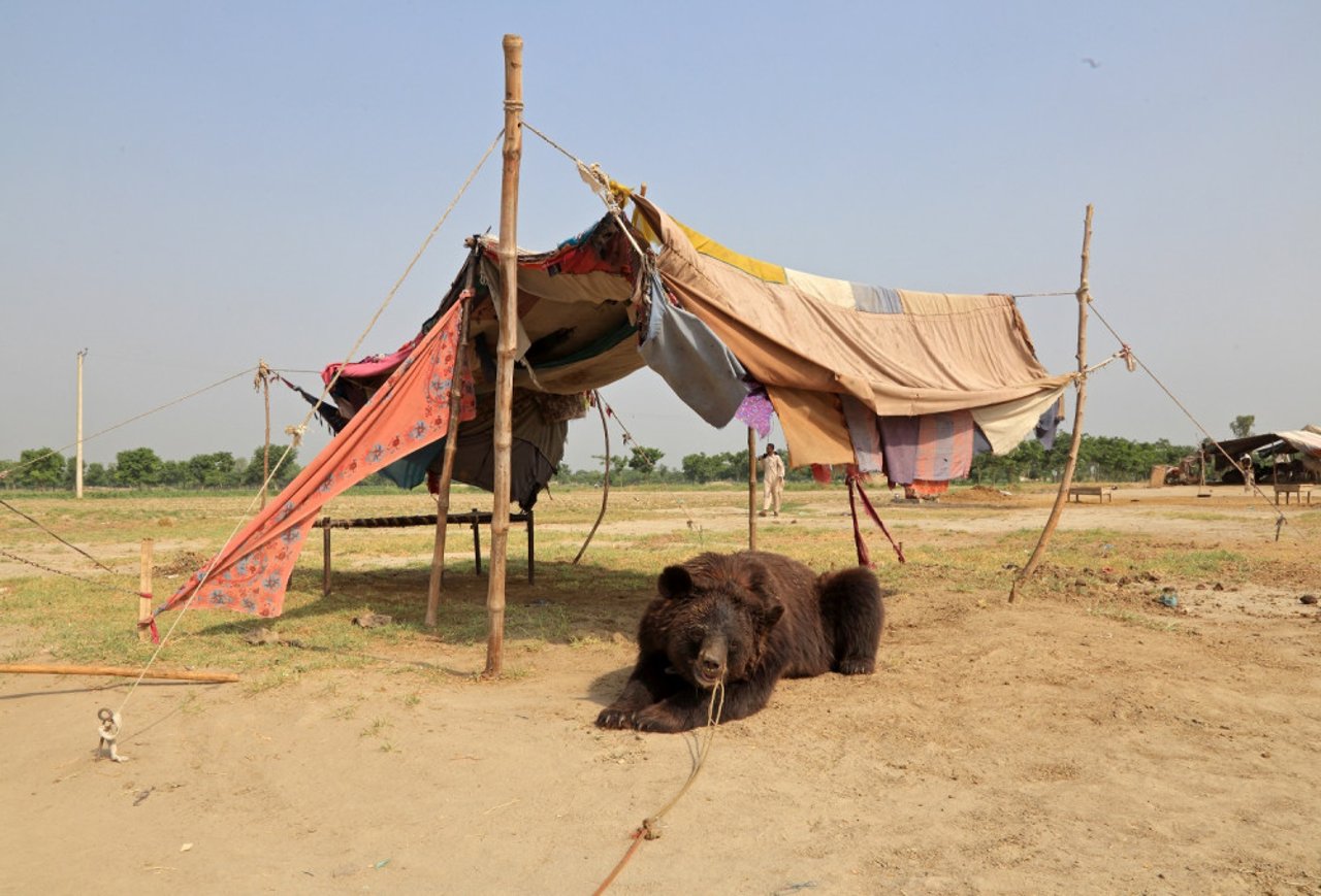 Breaking the cruel cycle of dancing bears