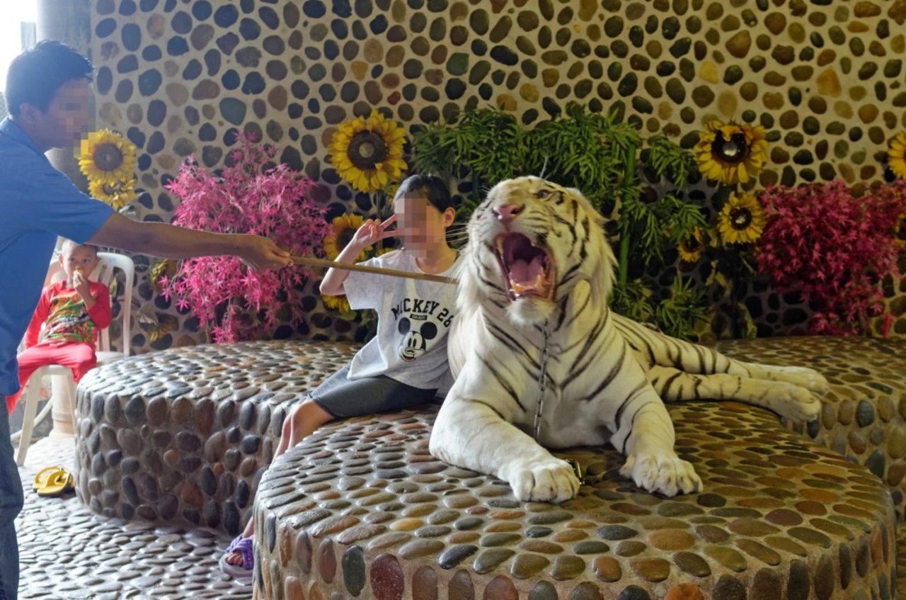 Tiger used for selfies