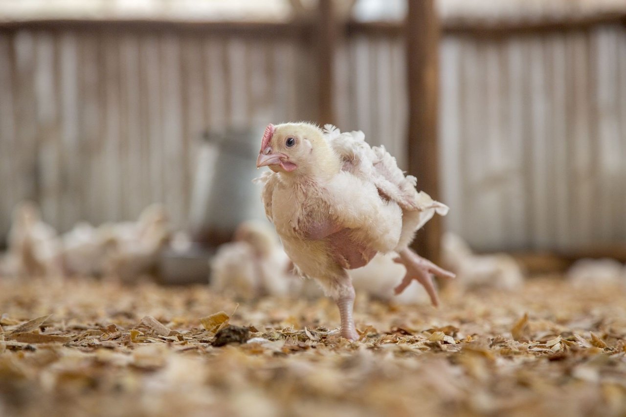 Chicken in factory farming, still image from brand video