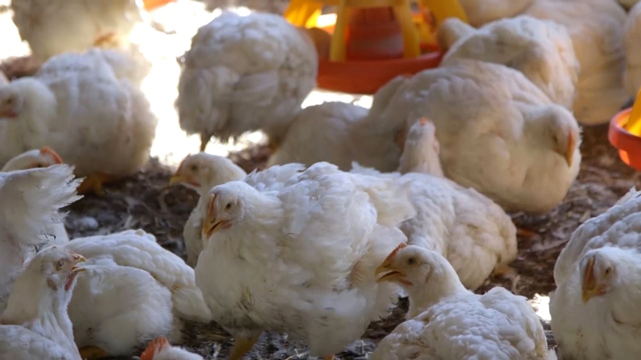 Chicken in factory farming, still image from brand video