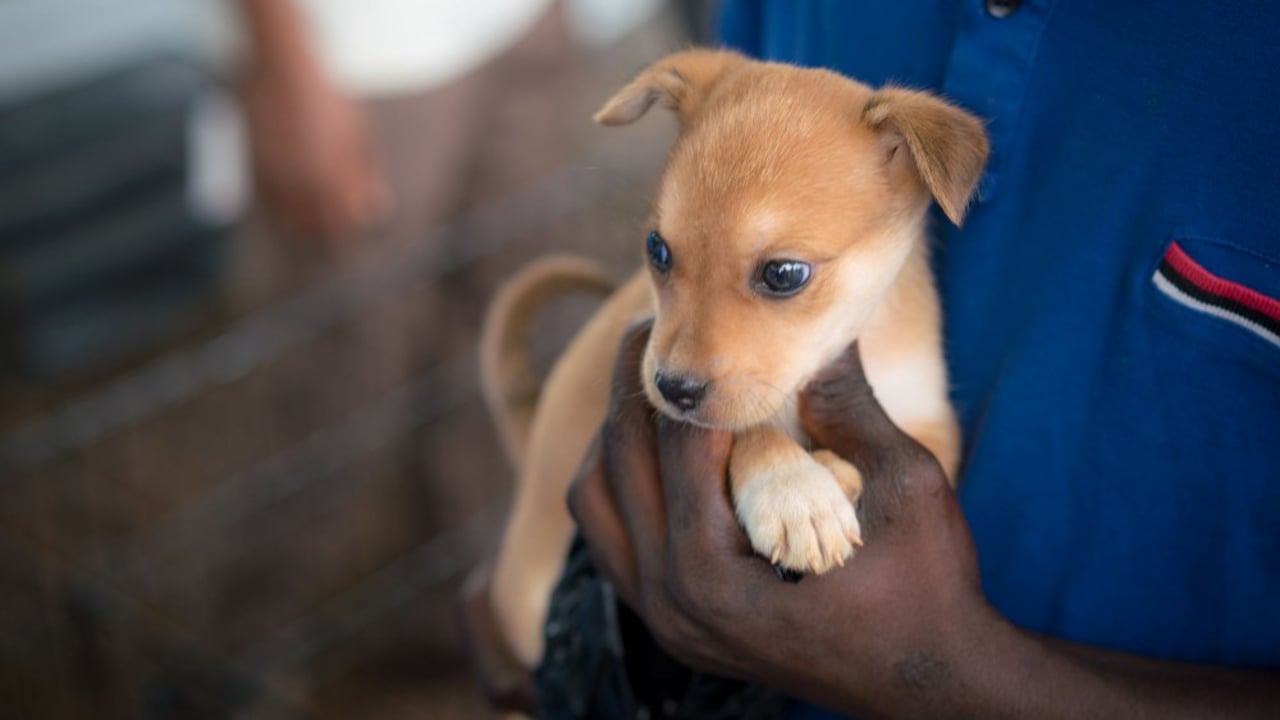 A puppy is brought to get a rabies vaccination in Freetown, Sierra Leone. World Animal Protection has been working with partner group the Sierra Leone Animal Welfare Society (SLAWS) for many years. Credit Line: World Animal Protection / Michael Duff