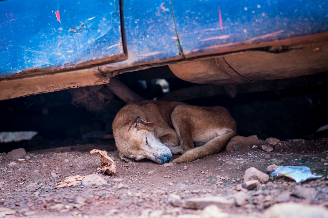 A World Animal Protection staff holding a dog