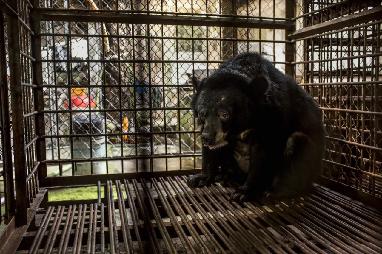 This Asiatic black bear has been kept captive in a very small cage for her entire life and used for bile until the extraction was made illegal in Vietnam in 2005. Credit Line: World Animal Protection / Tim Gerard Barker