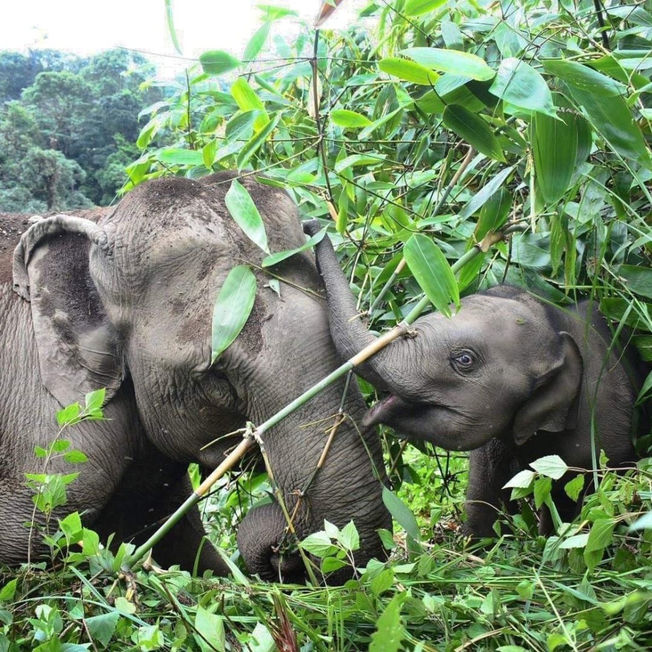 Baby elephant and the mother 