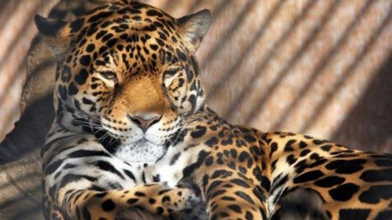 Animals in zoos: our principles 