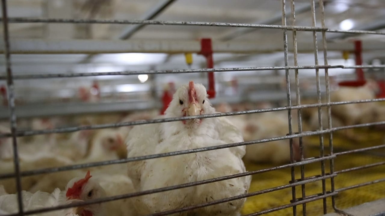 43 day old broiler (meat) chickens in a caged system - Change for Chickens - World Animal Protection