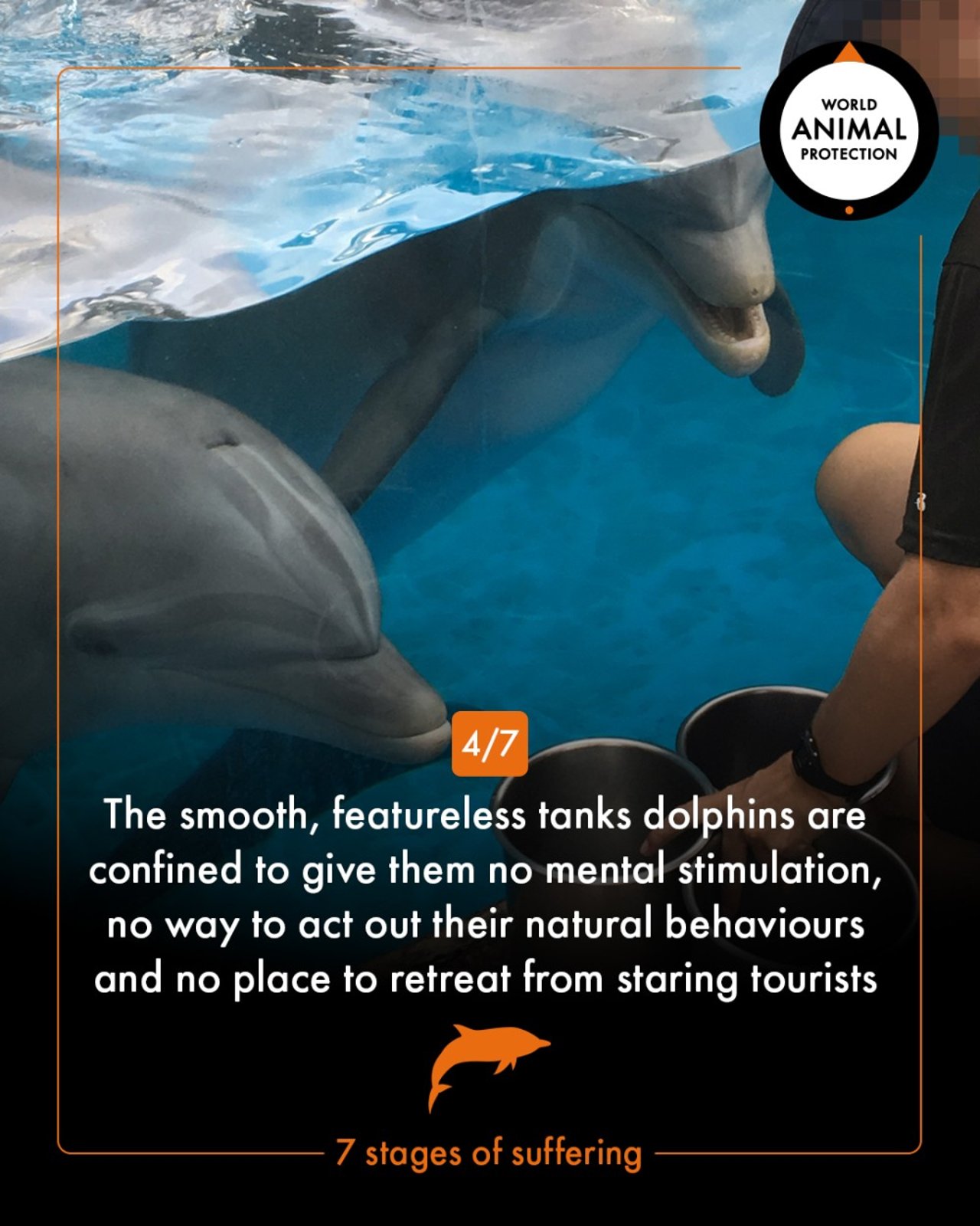 7 stages of dolphin suffering - World Animal Protection