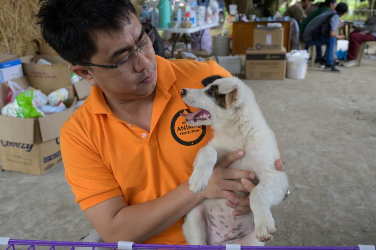 A_dog_we_met_after_Taal_Volcano_eruption - World Animal Protection