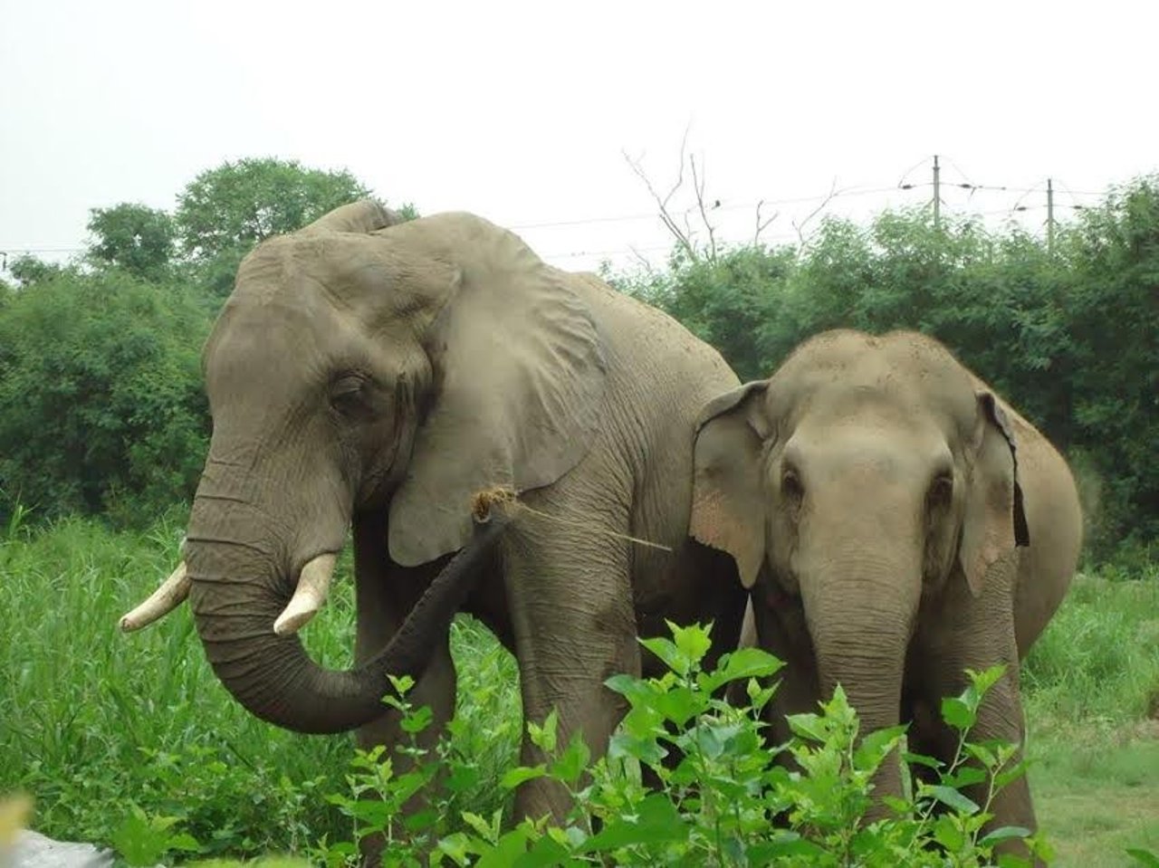 African and Asian elephant in zoo