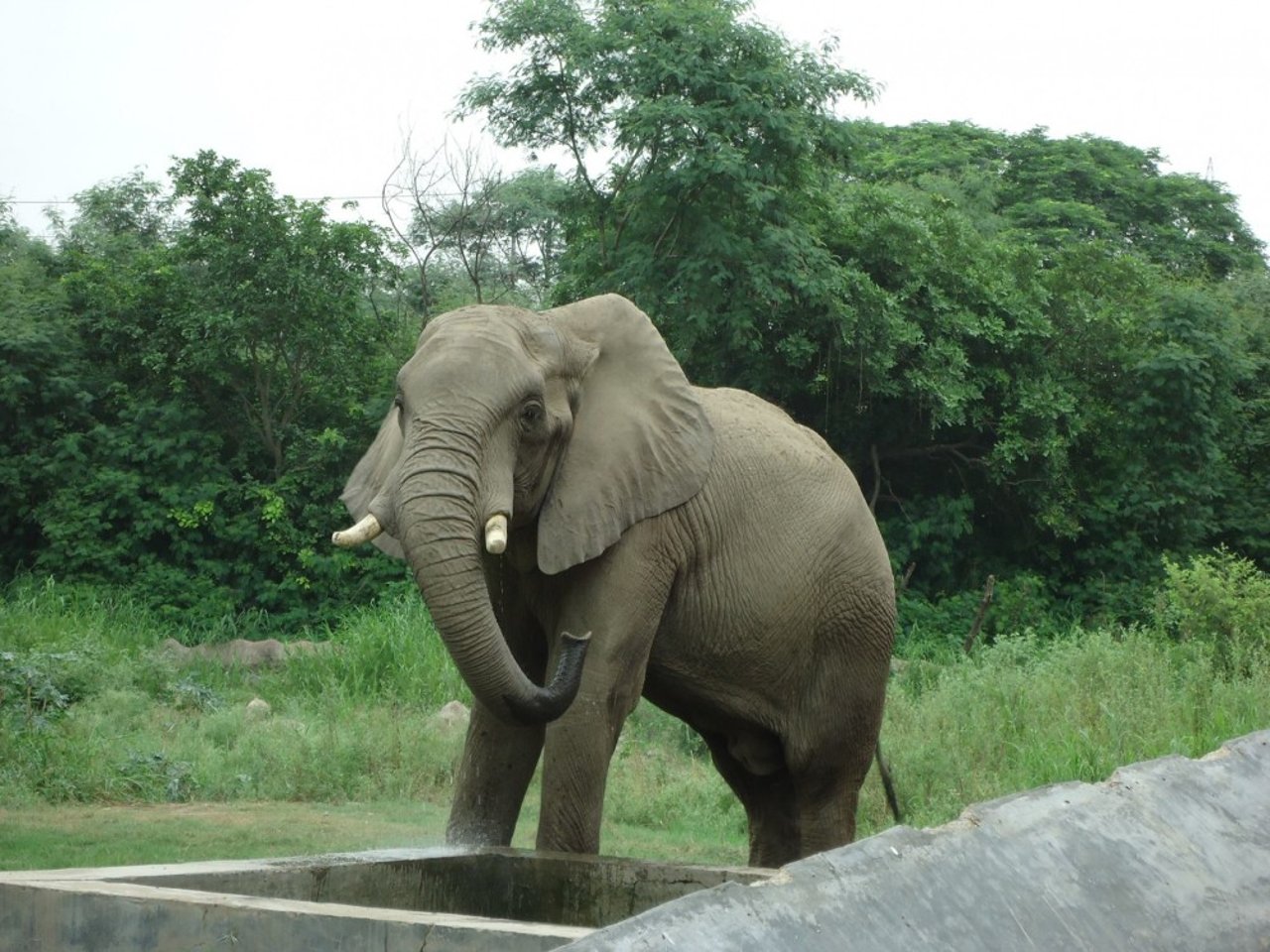 African Elephant Shankar in Delhi Zoo by Shubhobroto Ghosh 