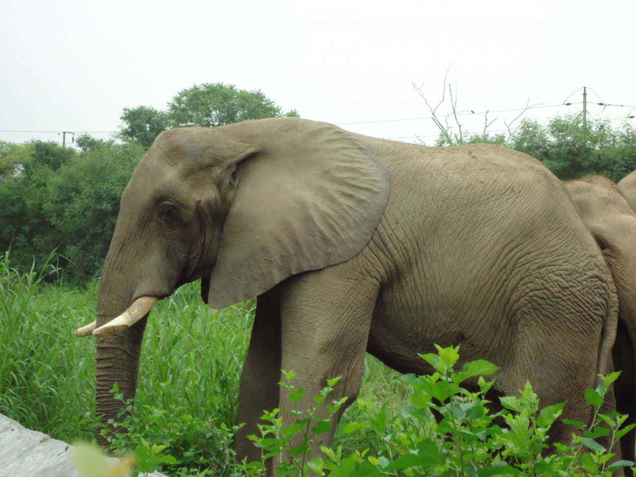 African Elephant Shankar in Delhi Zoo photograph Shubhobroto Ghosh