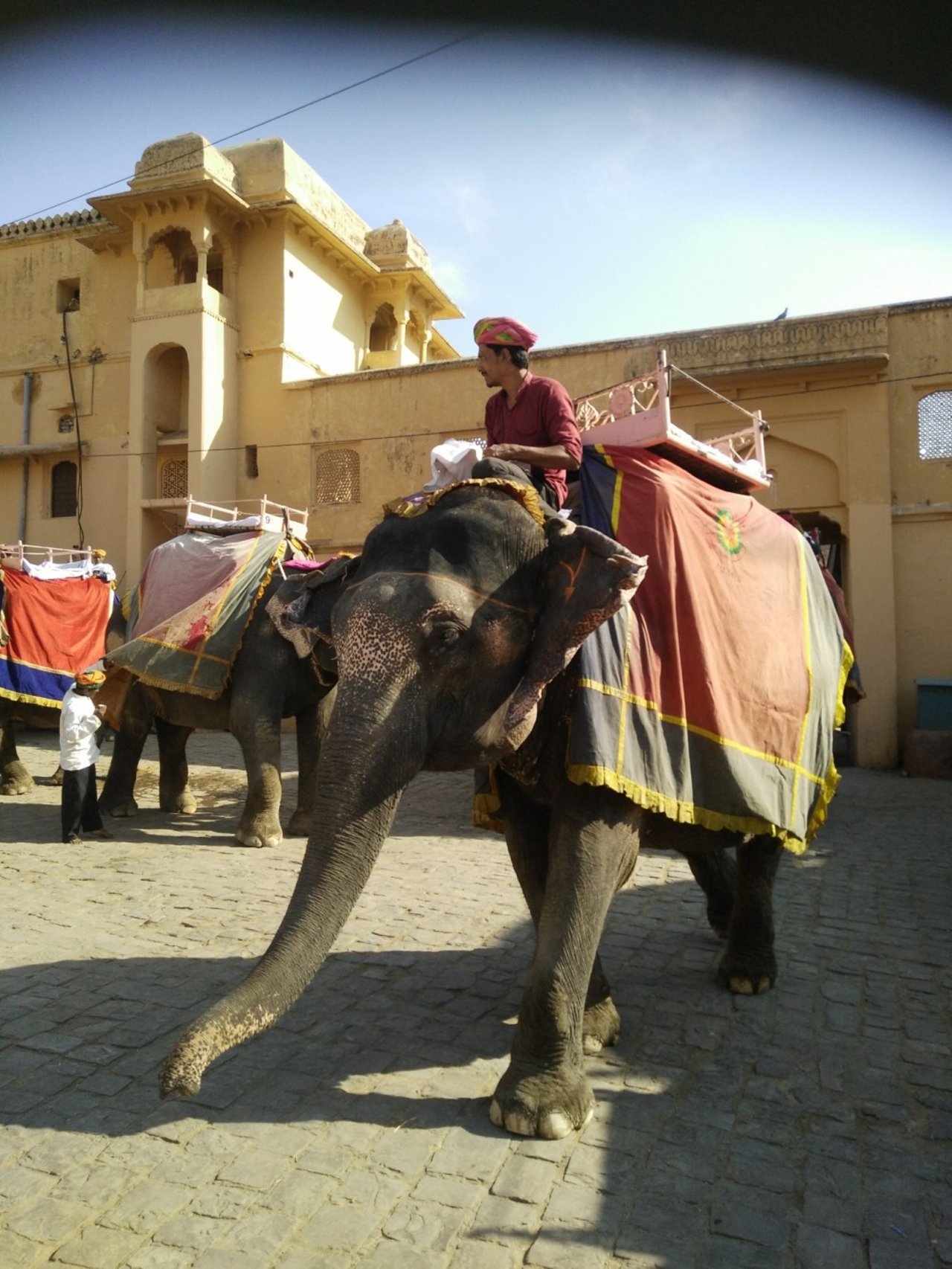 Elephants at Amer Fort