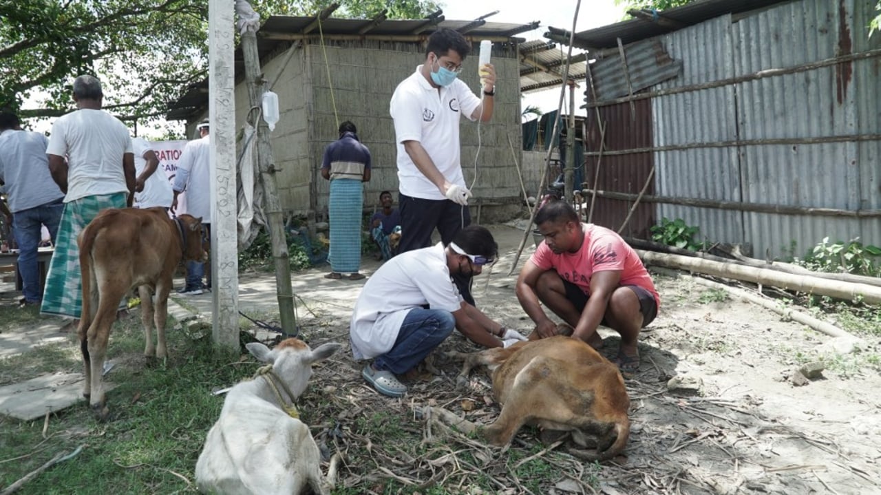 assam flood  animals in disasters 
