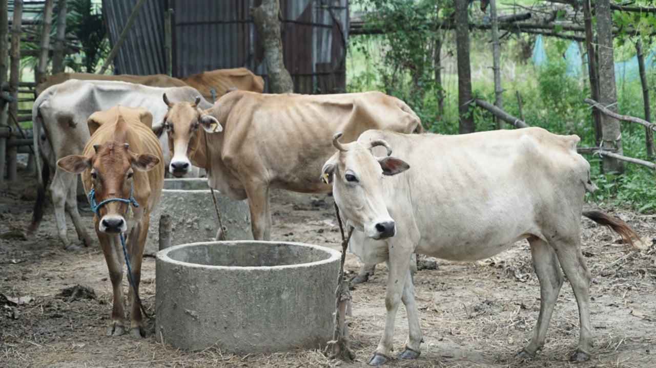 cattle and cows in assam flood disasters