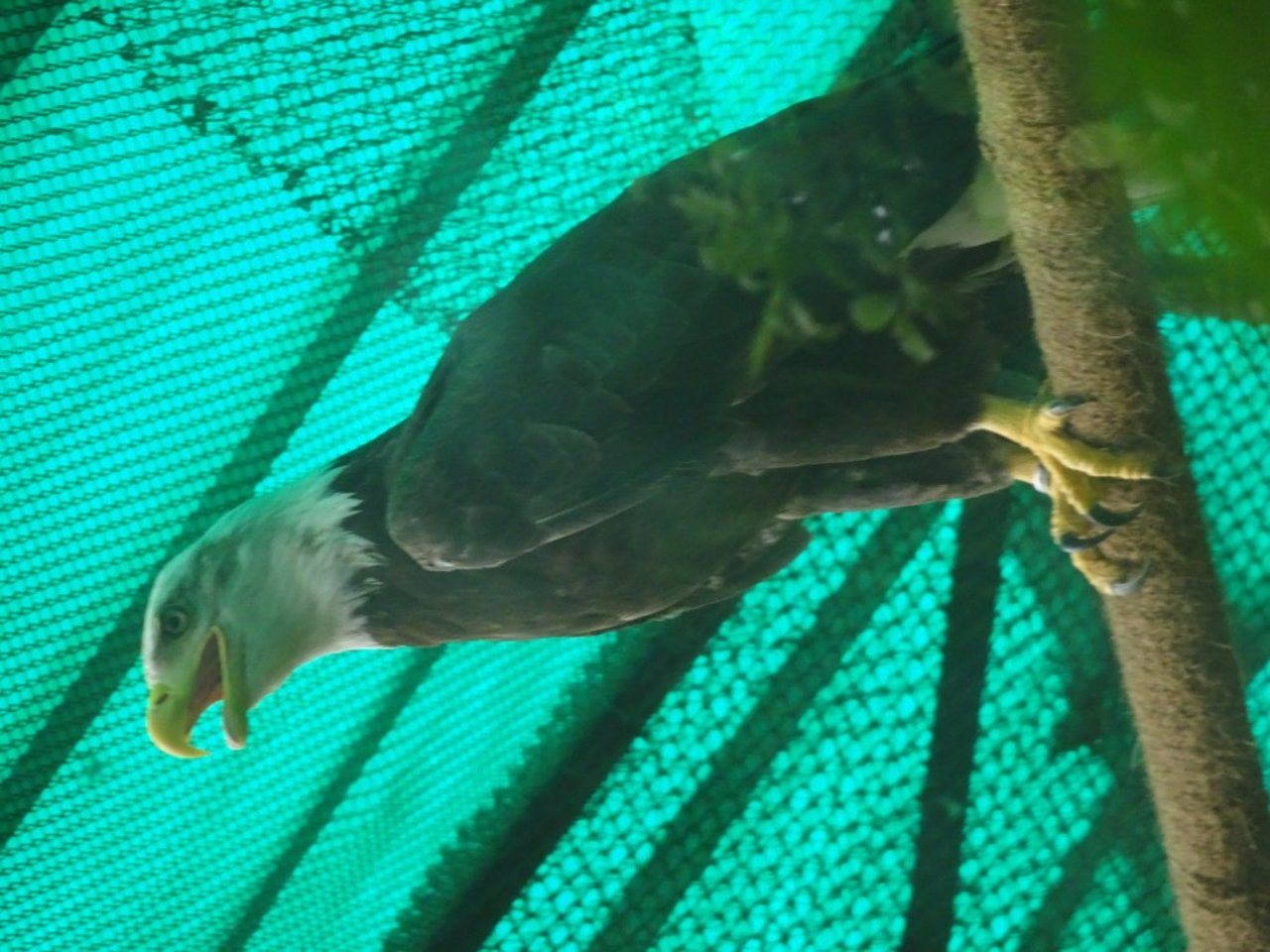 Bald Eagle in Alipore Zoo Kolkata Shubhobroto Ghosh