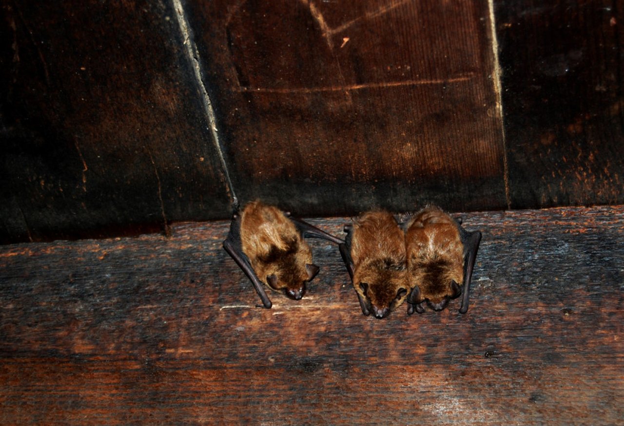 bats cause of coronavirus