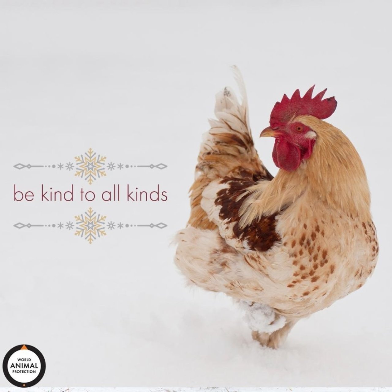 Be kind to all animals 