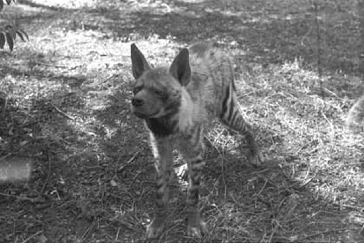 Blackie, a Striped Hyena-dog hybrid, village Dhulsiras, Delhi,  appx 1976. Picture credit Sharad Gaur