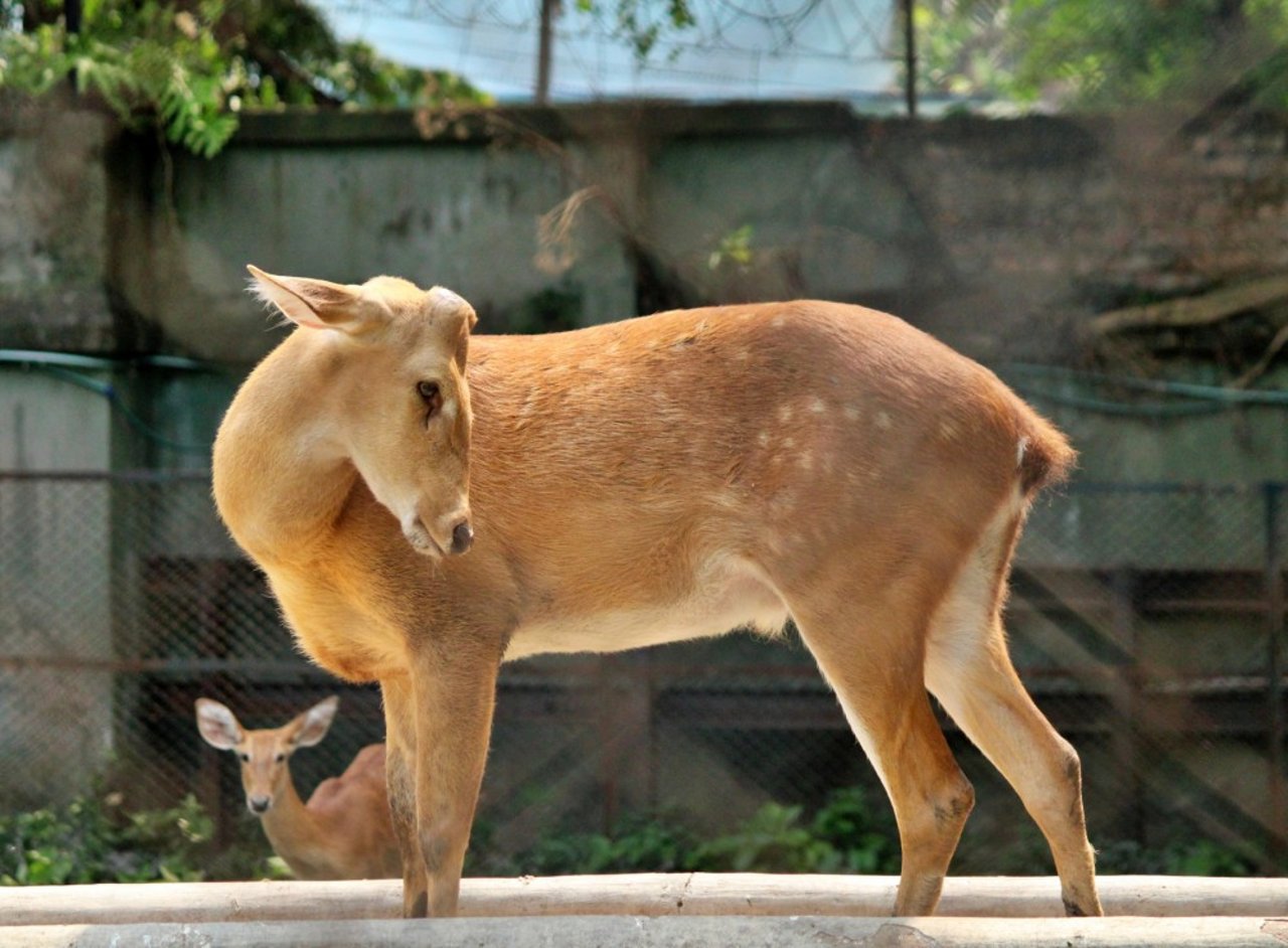 Brow Antlered Deer at Alipore Zoo in Calcutta in India, photograph by Payel Biswas. The Indian wildlife protection ethic for both wild and captive animals is guided by the principle of ahimsa, non violence to all living things, a moral fibre that is missing in many Western zoos.