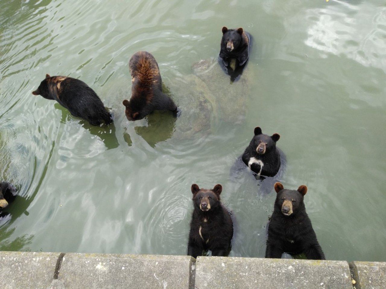 brown bears in Marineland Niagara