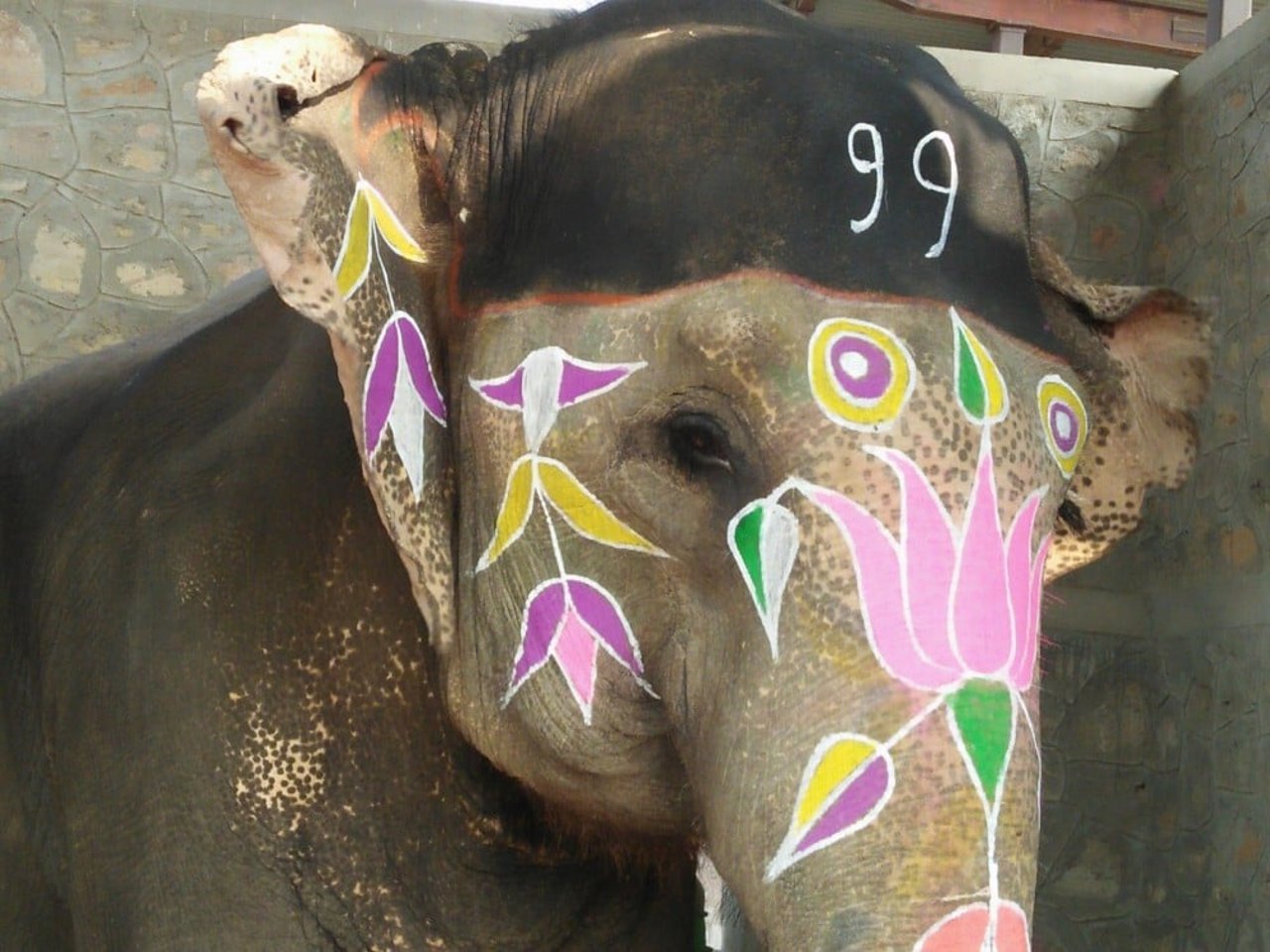 captive elephants 