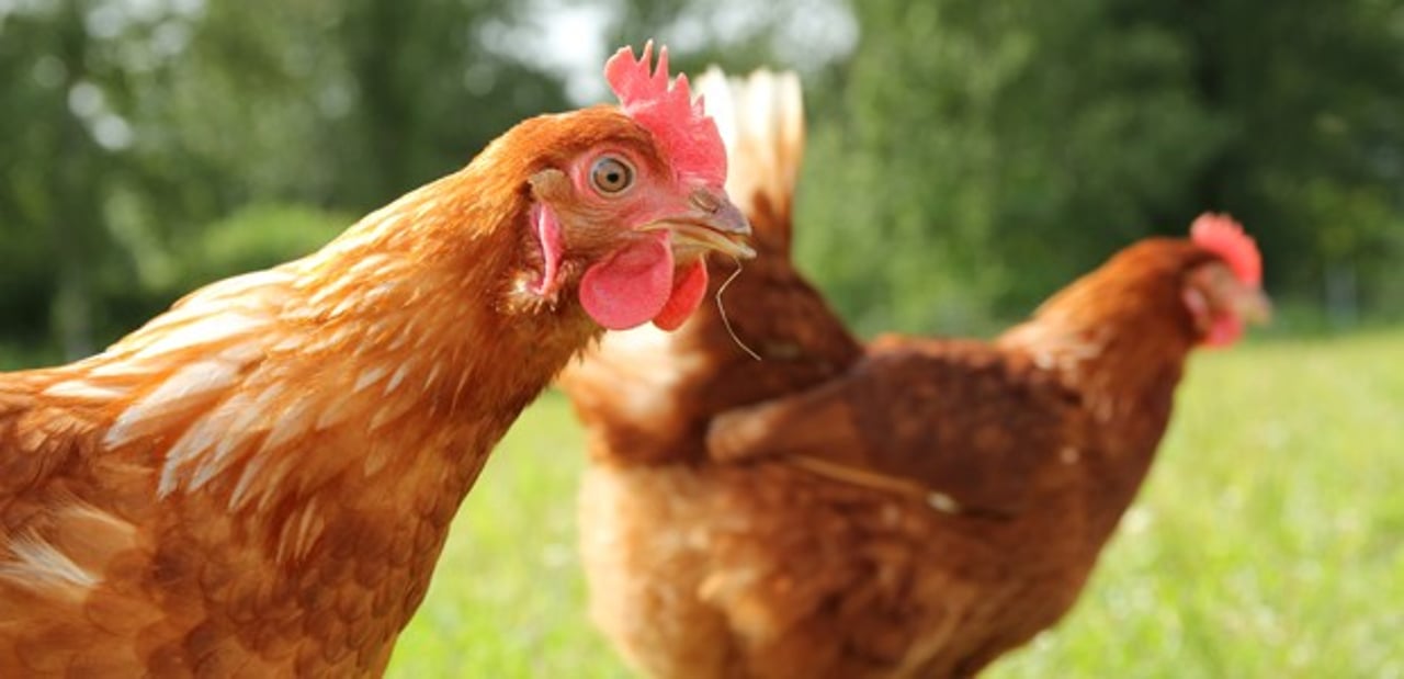 healthy chickens world animal protection india