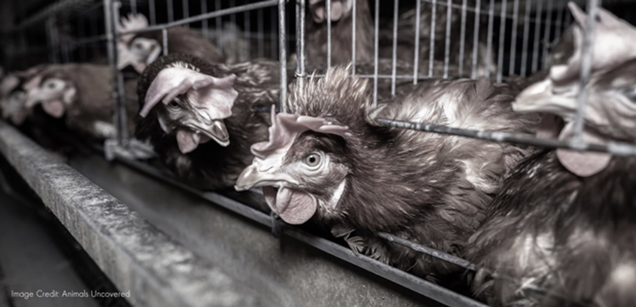 Layer hen in battery cages.