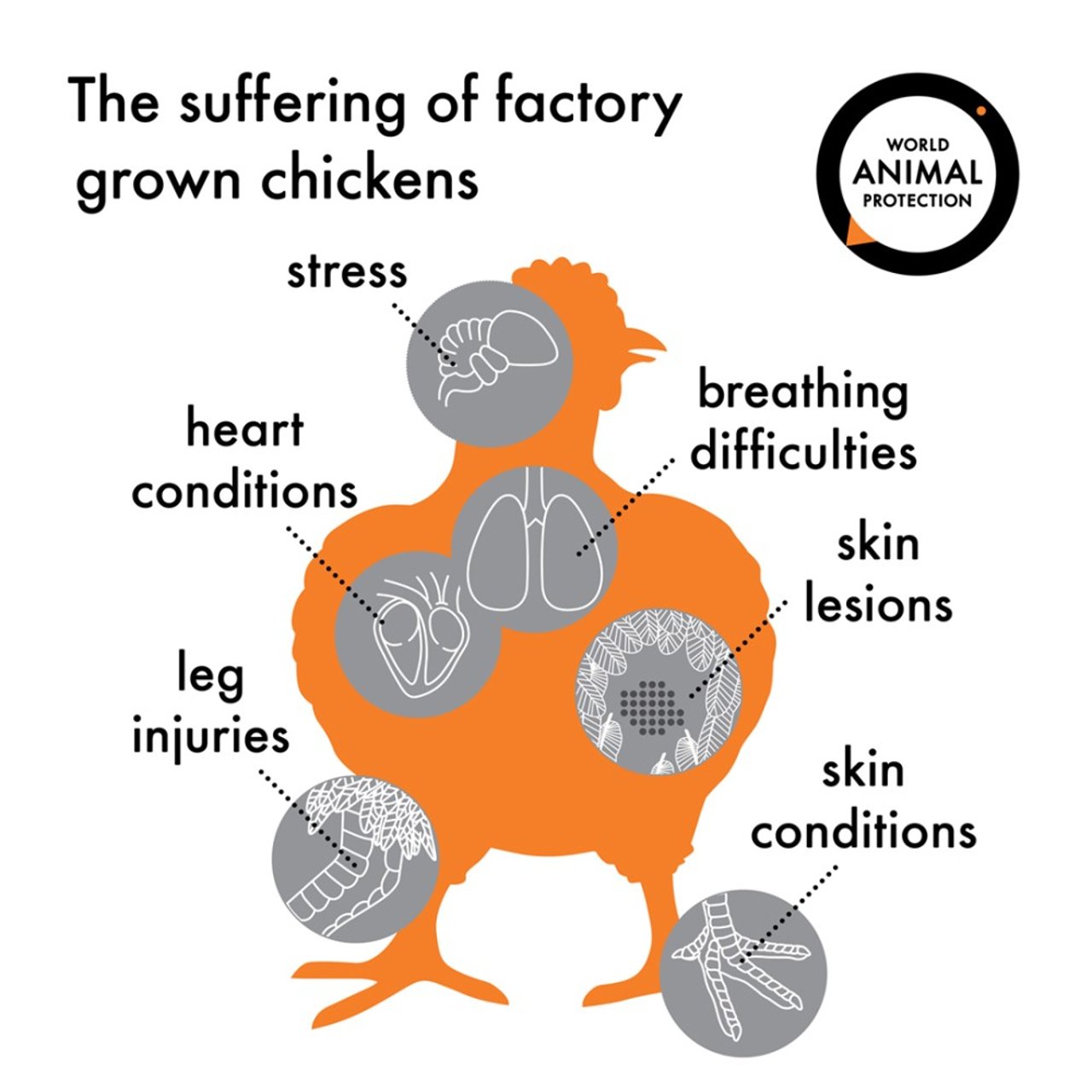 chickens_infographics_8_0