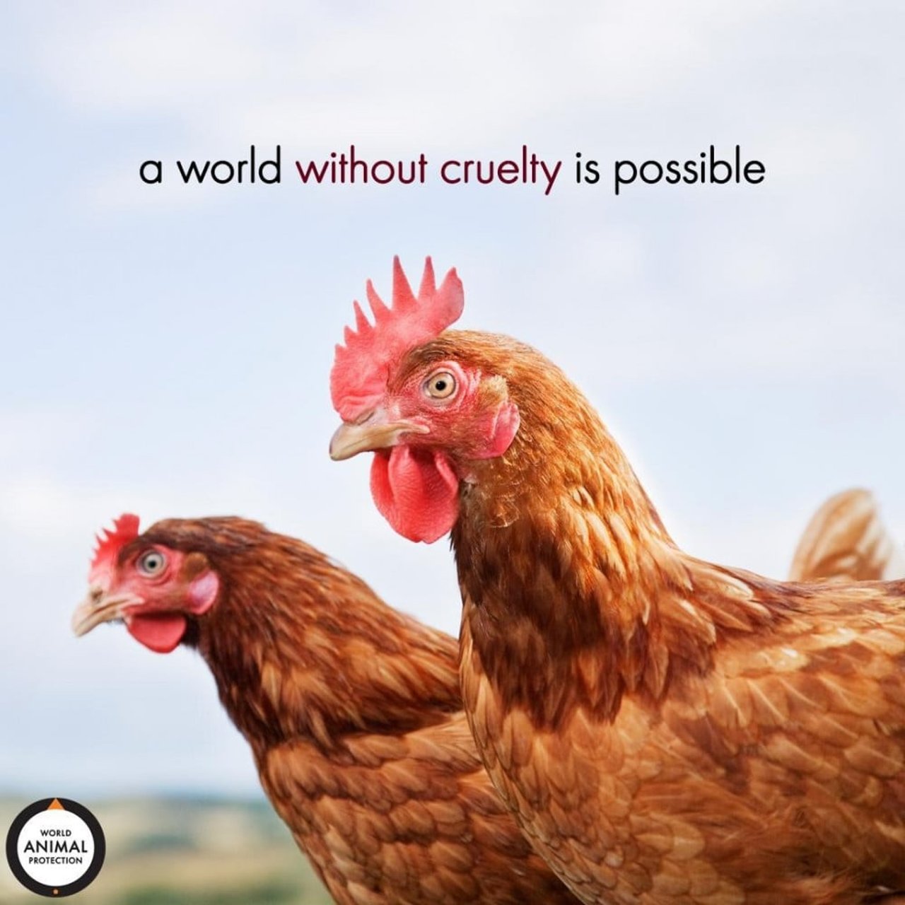 International day for the animals of torture, International day for the victims of torture, chicken abuse