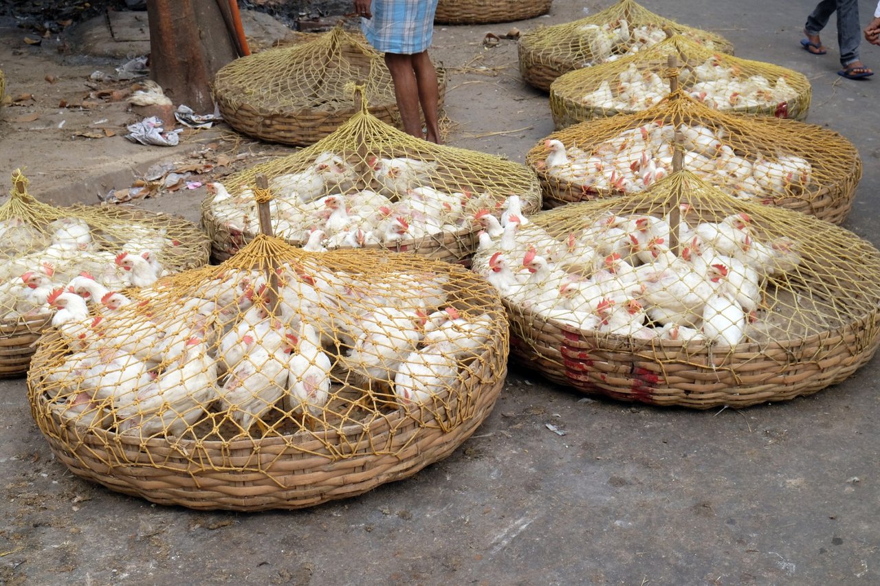 Layer hen in battery cages.