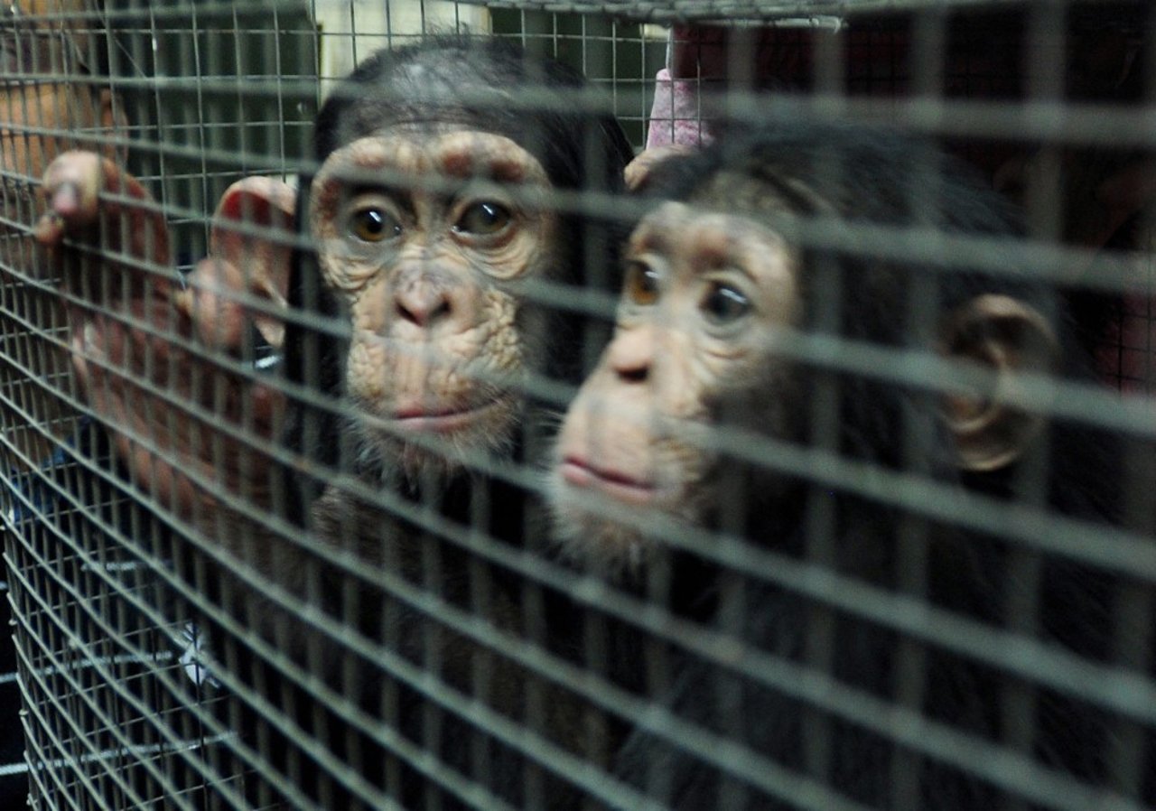  Chimpanzee seizure in 2014 in Kolkata Photograph by Subhojyoti Kanjilal of Times of India