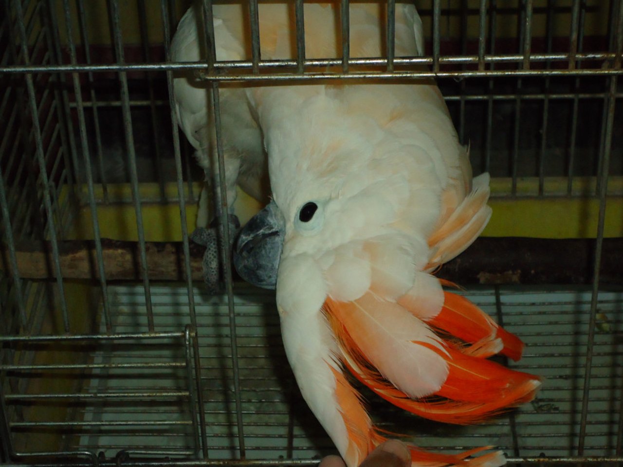  Cockatoo kept by private breeder in Bengal.  Image by Shubhobroto Ghosh