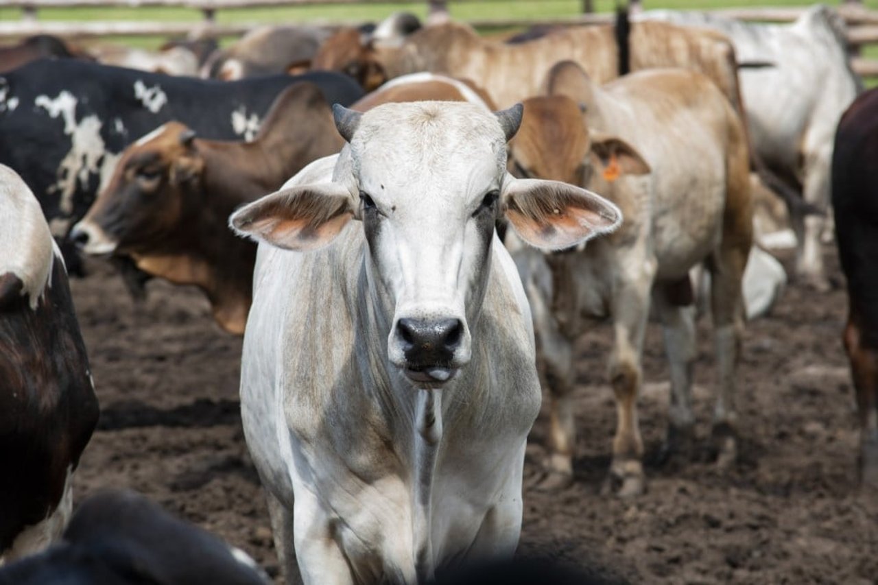 Cow in a farm in Malawi