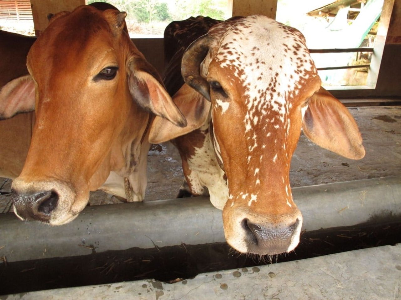 cows_in_dairy