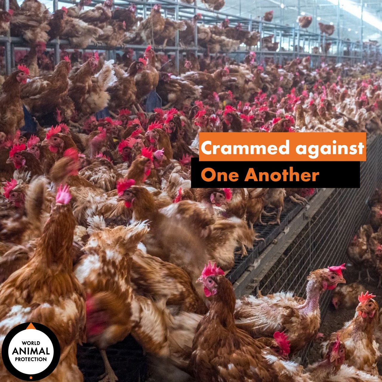 chickens in factory farming 