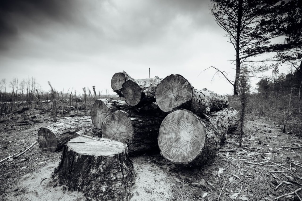 Deforestation, human-animal conflict