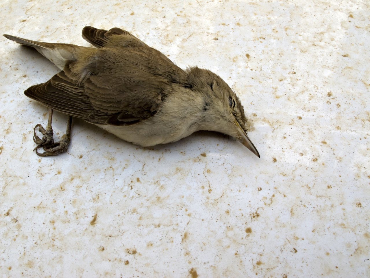 dead bird