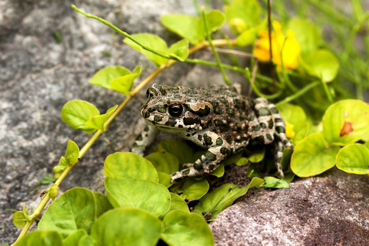 amphibian, cane toad, wildlife, habitat destruction, invasive species 